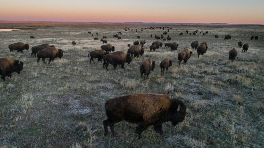 Trump administration targets bison on federal grazing lands