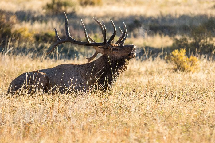GFP Seeking Public Comment on Elk Action Plan