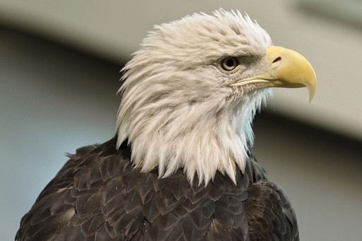 Bald eagle’s new status as the official US bird brings pride and hope to many Native Americans