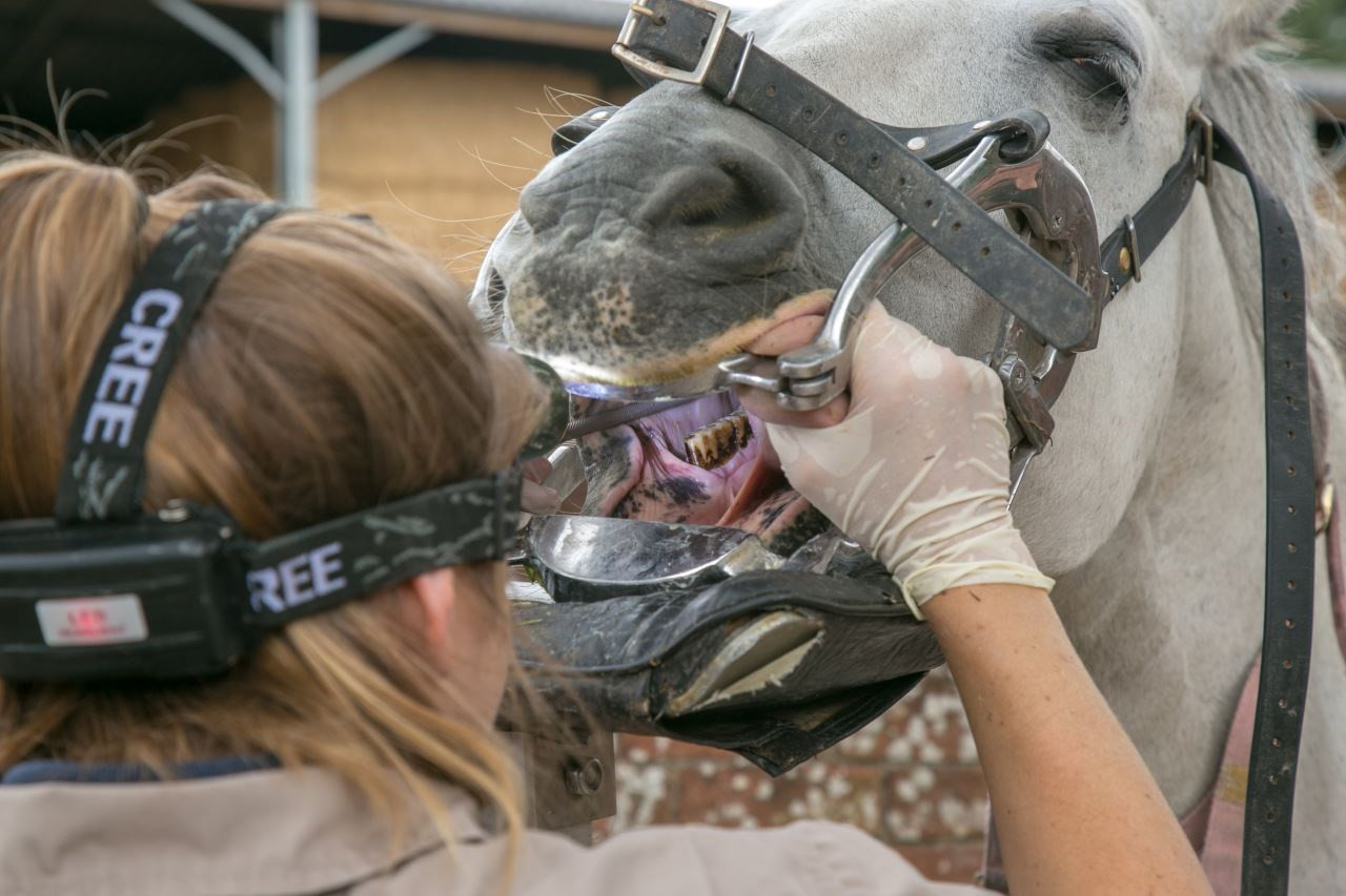 Lawmakers say no to allowing non-veterinarians to perform dental work on horses