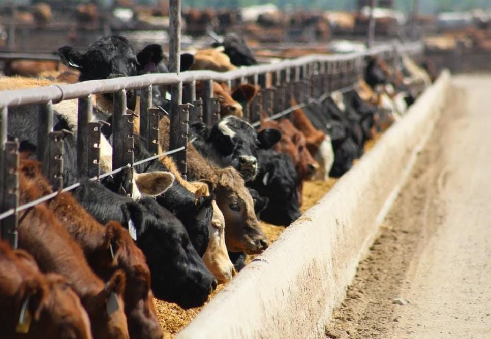 Another drop in cattle placements likely in latest cattle on feed report