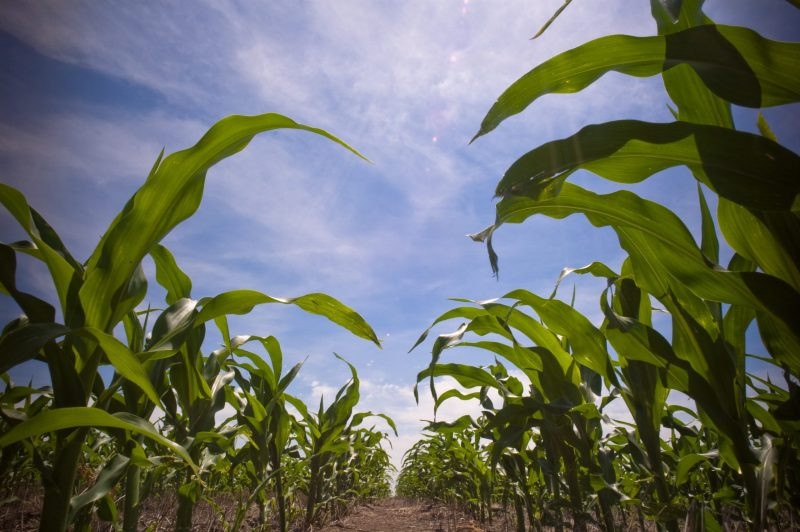 Senate Farm Bill Carries Year-Round E15, a Win for South Dakota Growers