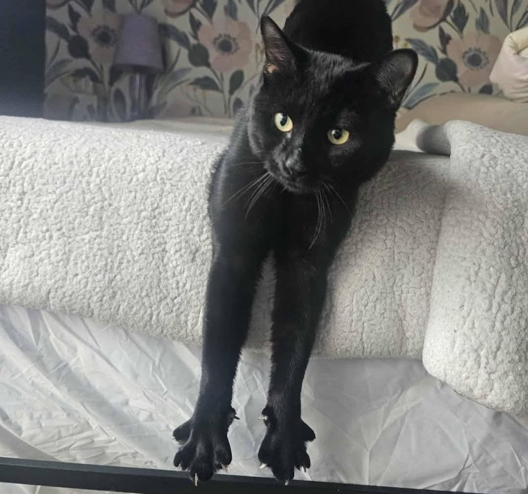 A Place for Meow of the Week