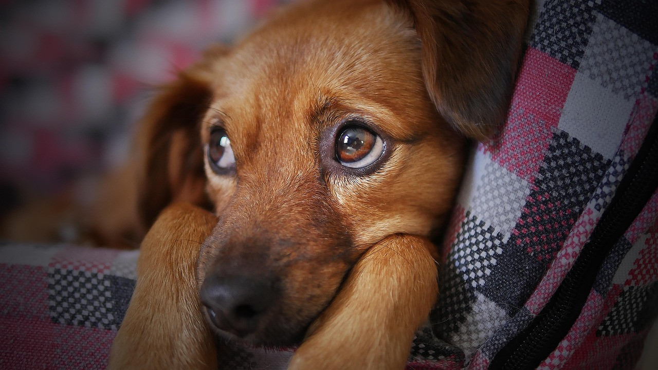 A Second Chance at Love: Celebrating National Rescue Dog Day in the Black Hills