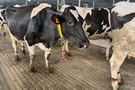 It’s moo-ving day for dairy cattle at Michigan State University