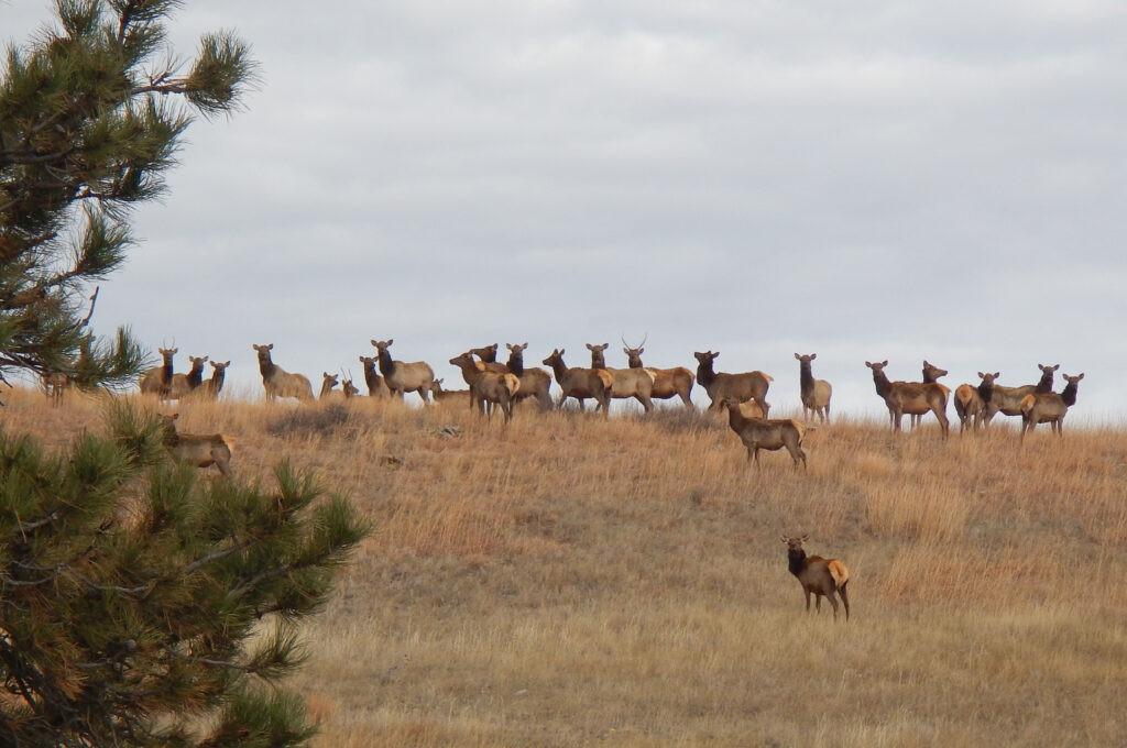 Elk wander to eastern South Dakota, and the state responds with unlimited hunting licenses