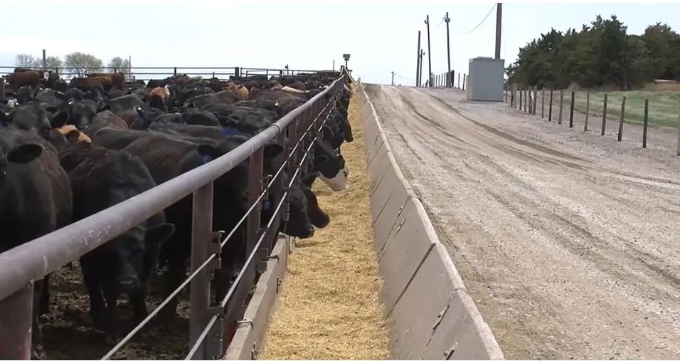 Steer/heifer breakdown in COF report shows herd expansion remains on hold