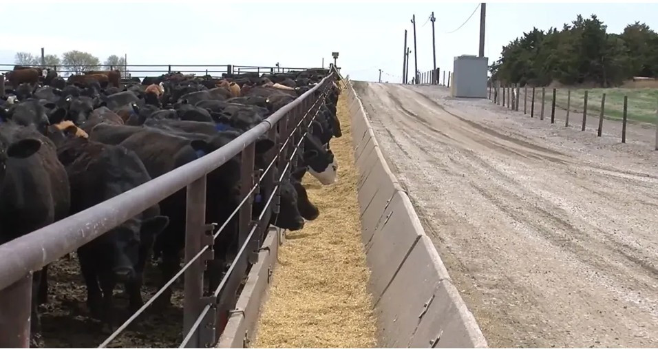 Steer/heifer breakdown in COF report shows herd expansion remains on hold