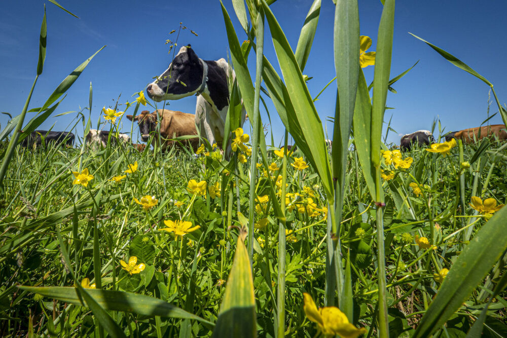 Trump administration tags $700 million for regenerative farming