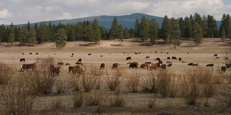Grazing fees announced by BLM, Forest Service