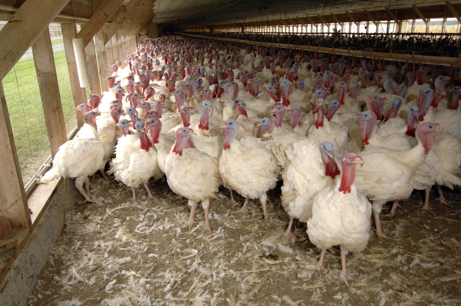 SD Dept. of Health alerts public to cases of bird flu