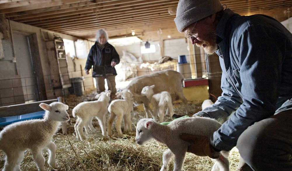 Lamb, sheep management field day open to all