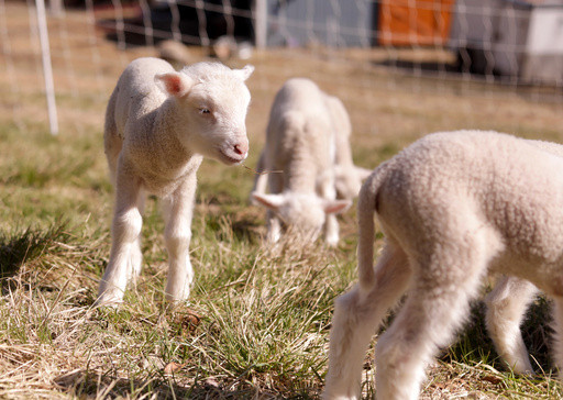 Farmers in Vermont expected a sheep to have twins. She ended up having rare sextuplets