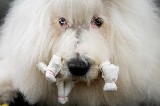 Couples at the Westminster show bond over dogs, and each other