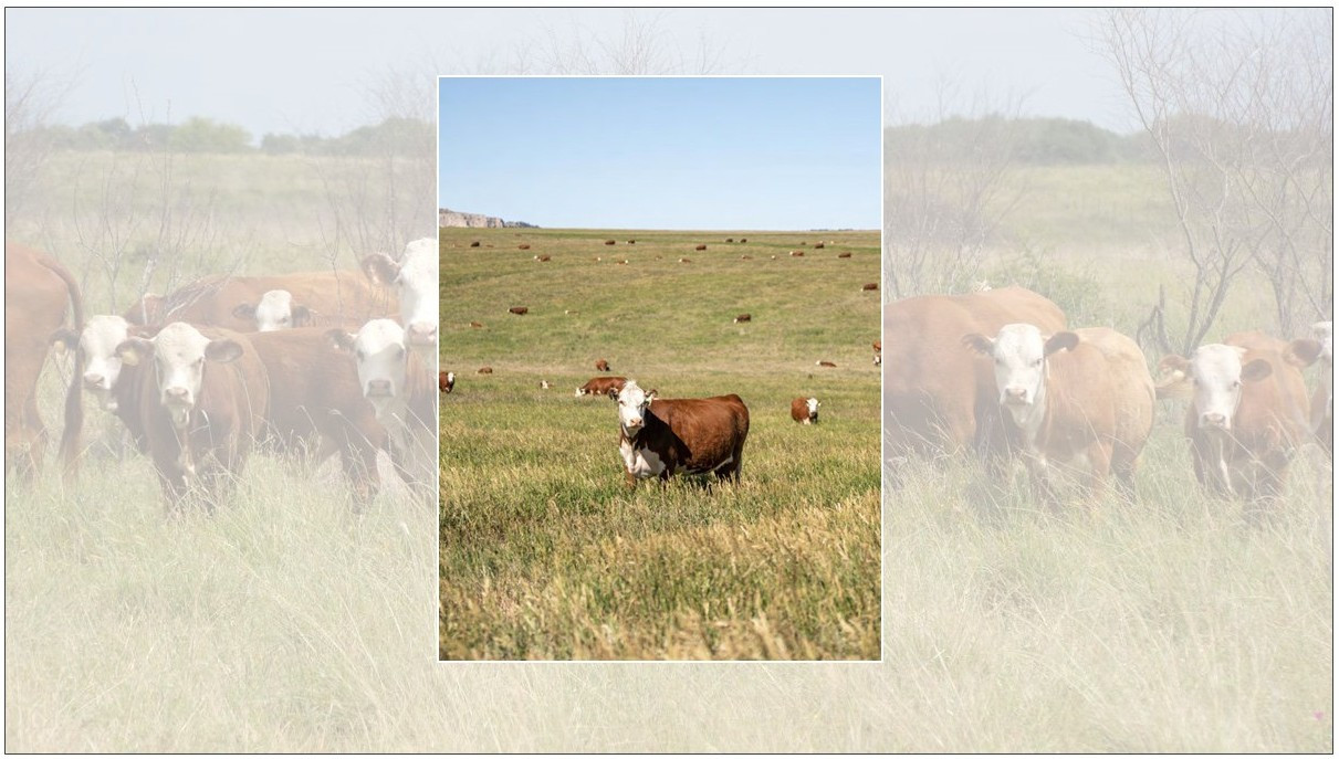 Latest cattle reports see stabilization, not expansion