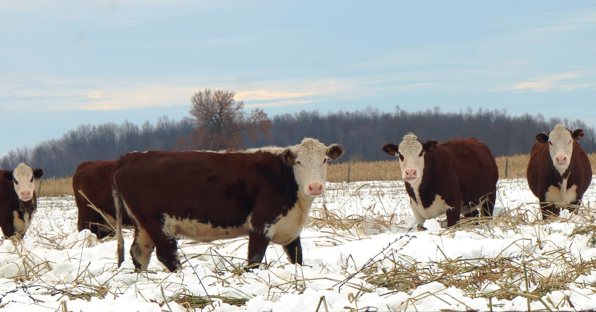 CattleFax forecasts continued strong demand and high price outlook for cattle producers