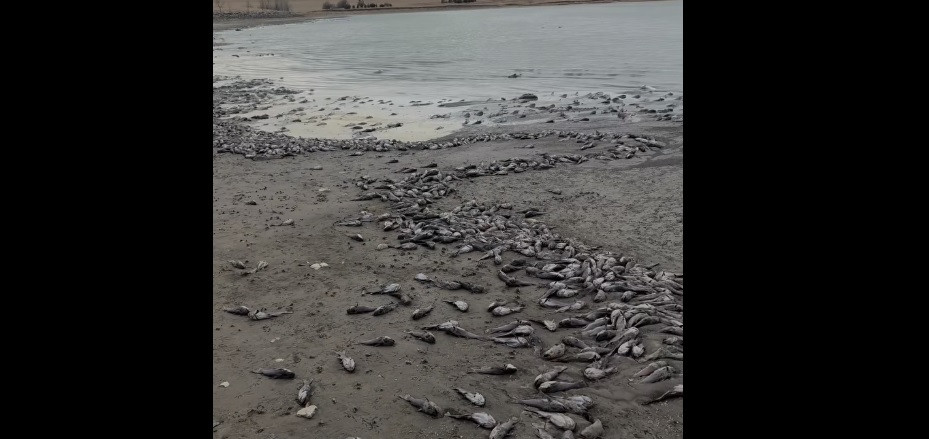 Shallow water at Bear Butte Lake results in fish kill