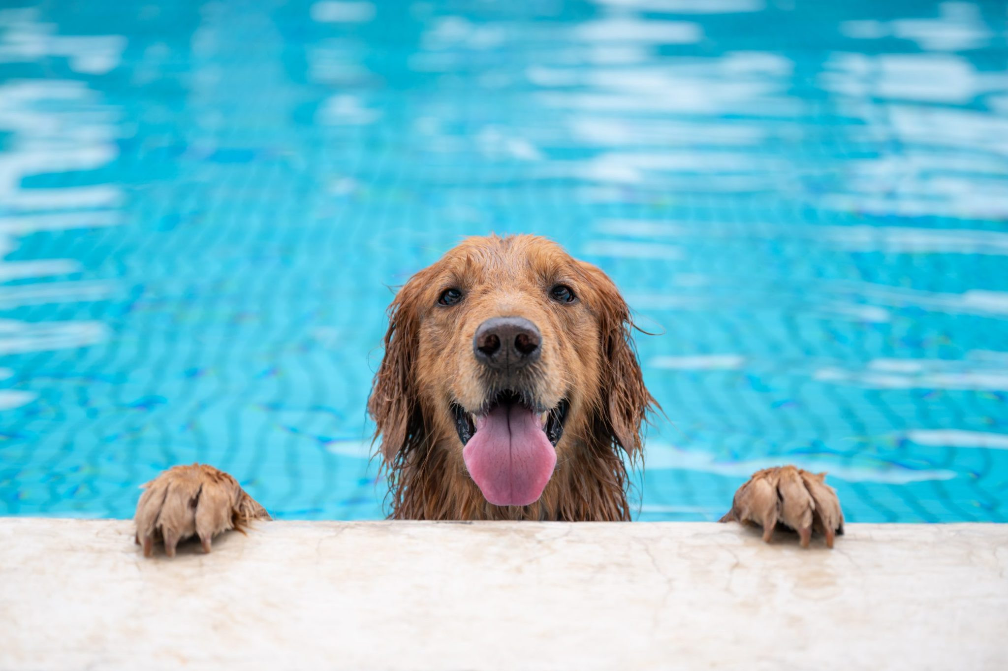 Wags and Waves Event Set for Sioux Park Pool