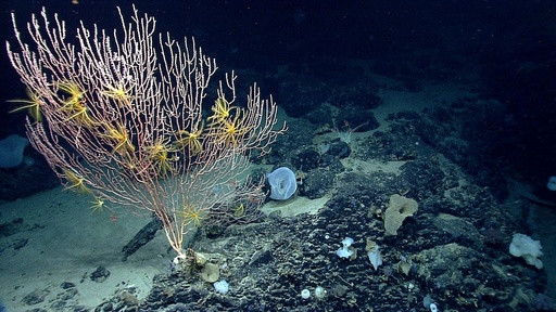 Trump ends Obama-era restrictions on commercial fishing in protected area off New England