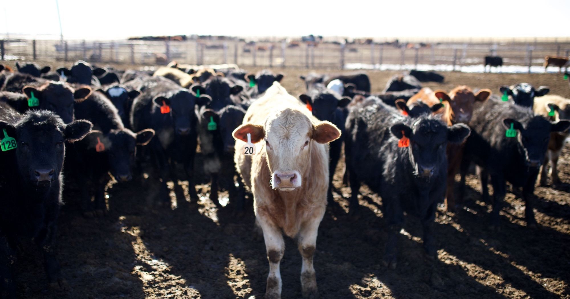 Are South Dakota feedlots trying to protect the environment?
