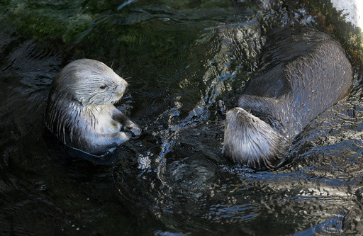 A T-shirt worn by Taylor Swift sparks a $2M windfall for sea otters