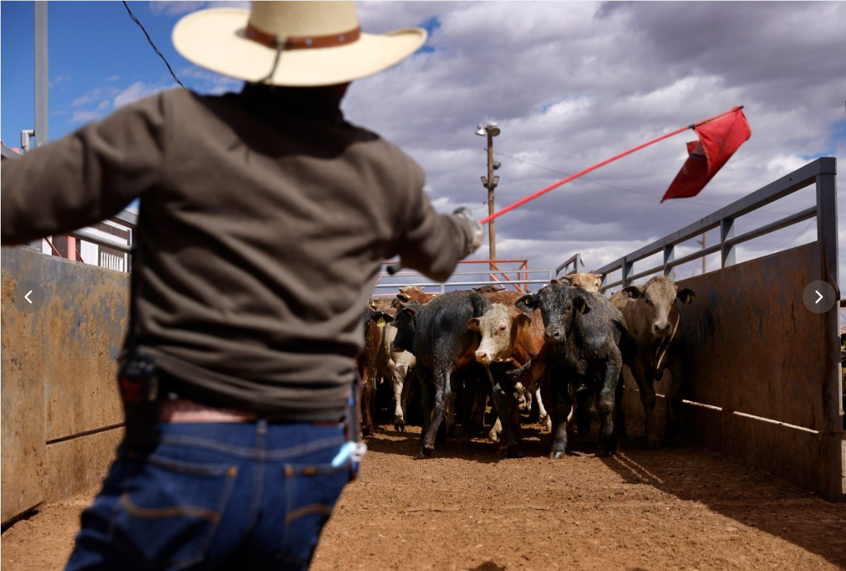 Mexico reports second screwworm case in two days
