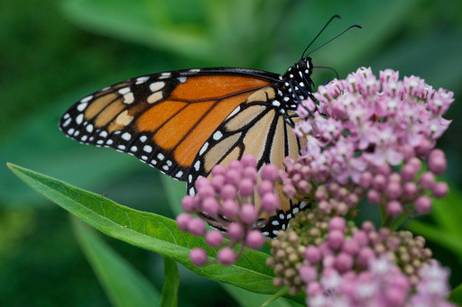 Trump administration delays decision on federal protections for monarch butterflies