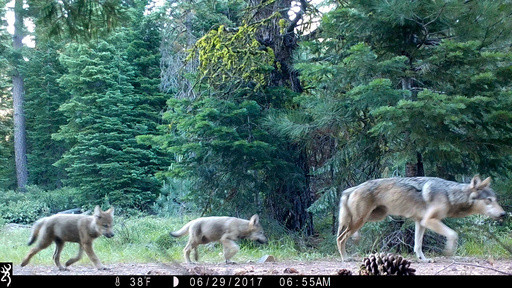 Wildlife crews stop actively searching for young wolves after livestock attacks