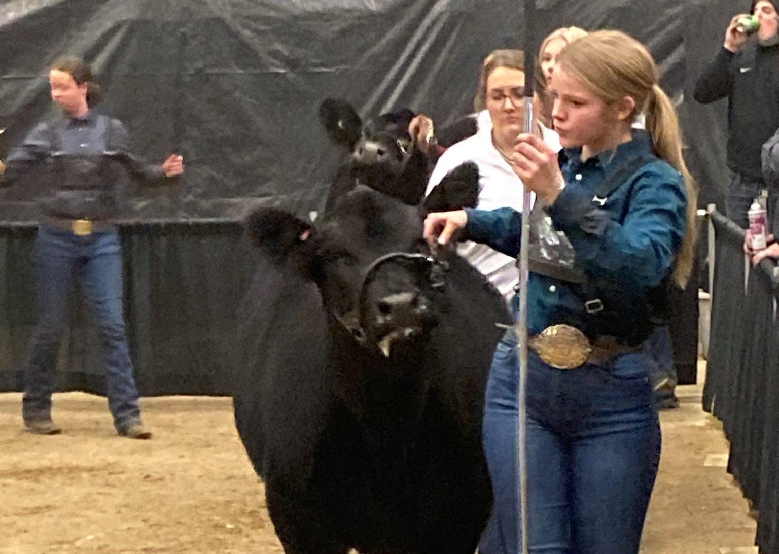 Breeding heifers and ewes awarded to youth exhibitors