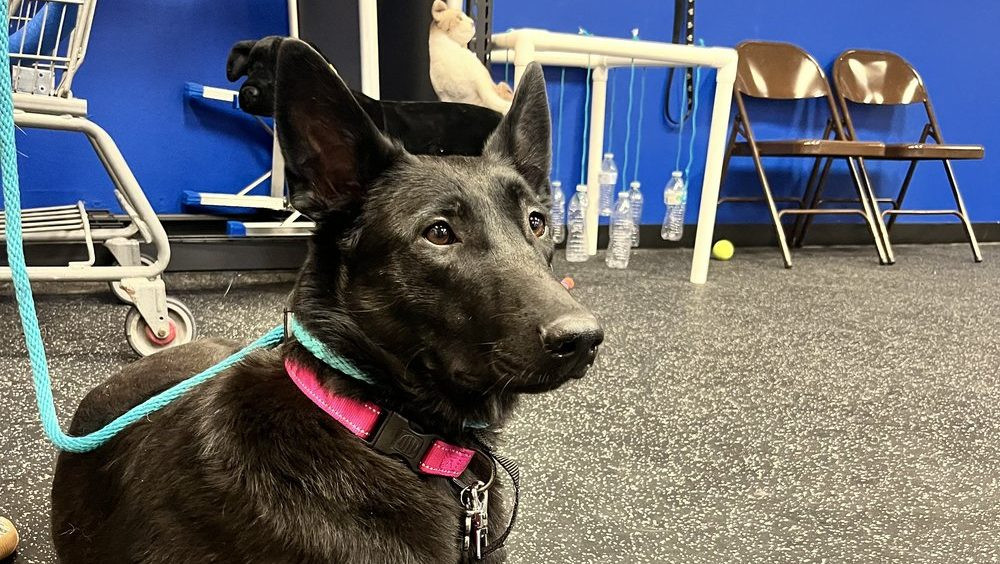 South Dakota Service Dogs: A Lifeline for Veterans in Need