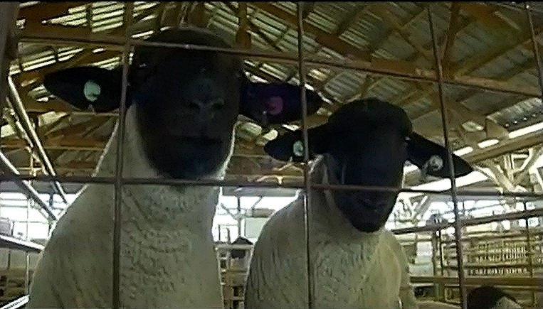 Proven genetics offered at Newell Ram Show & Sale