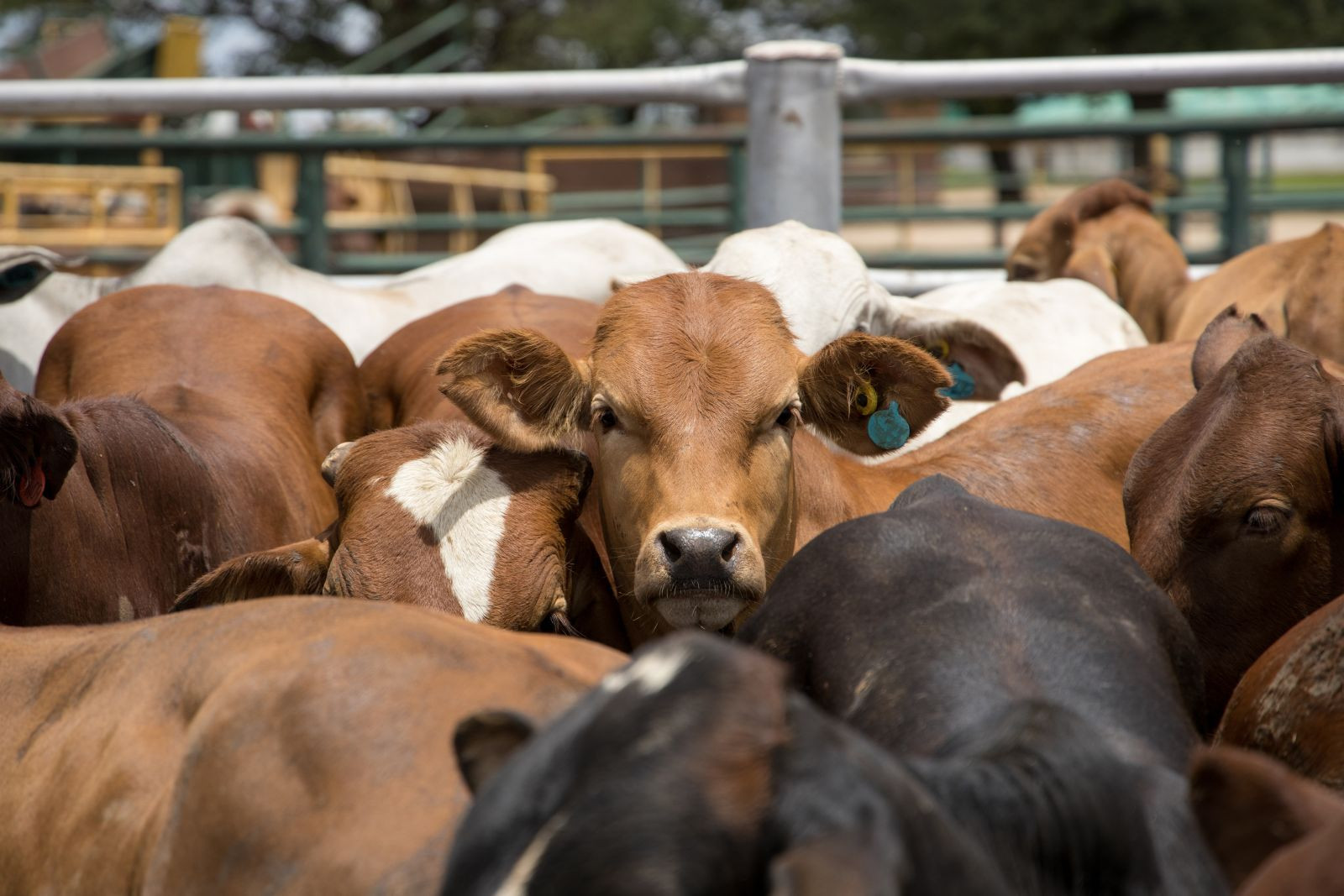 Cattle groups urge USDA to keep ban on Mexican cattle