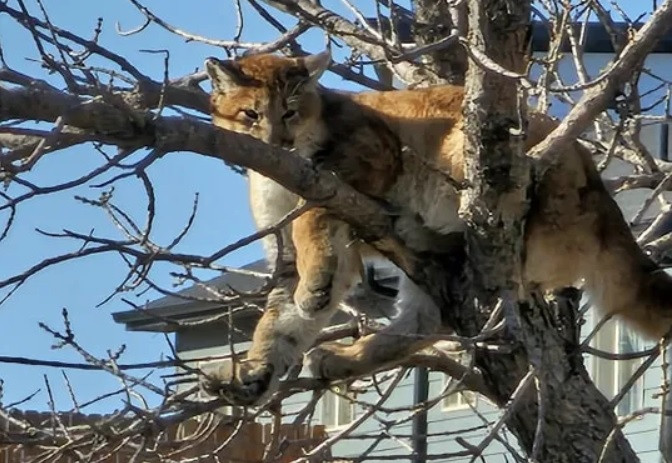 RC Firefighters remove mountain lion in tree