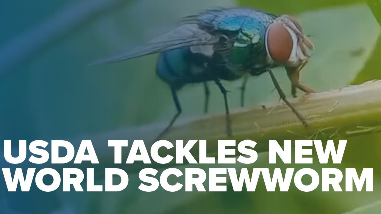 USDA launches website on New World Screwworm