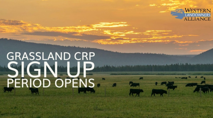 Applications for Grassland CRP are now open