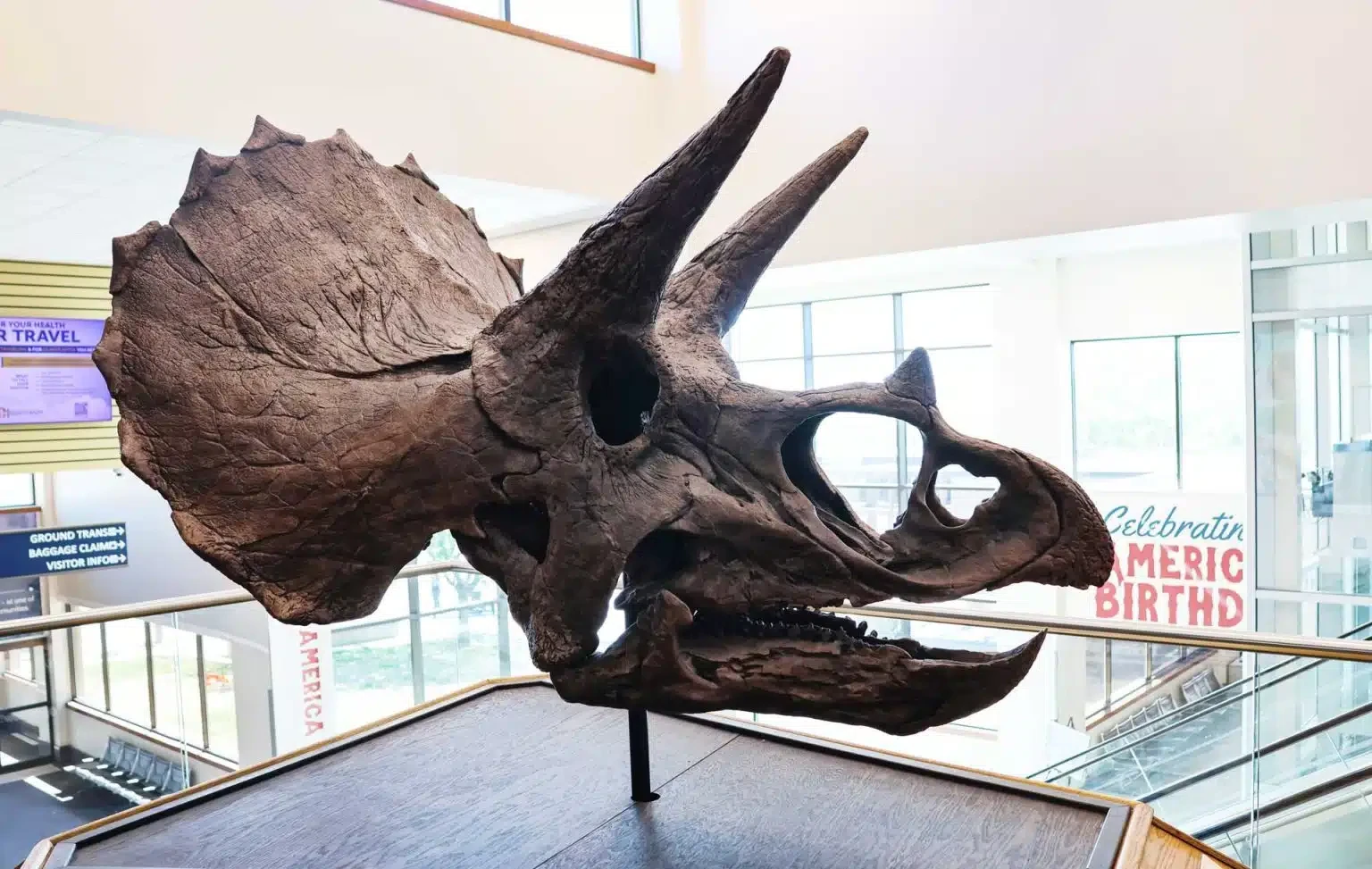 Airport Adds Triceratops Skull Exhibit to Terminal