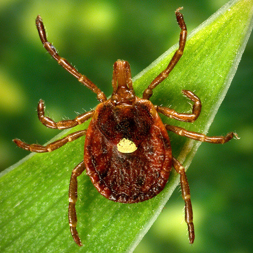 Scientists document a death from a meat allergy tied to certain ticks
