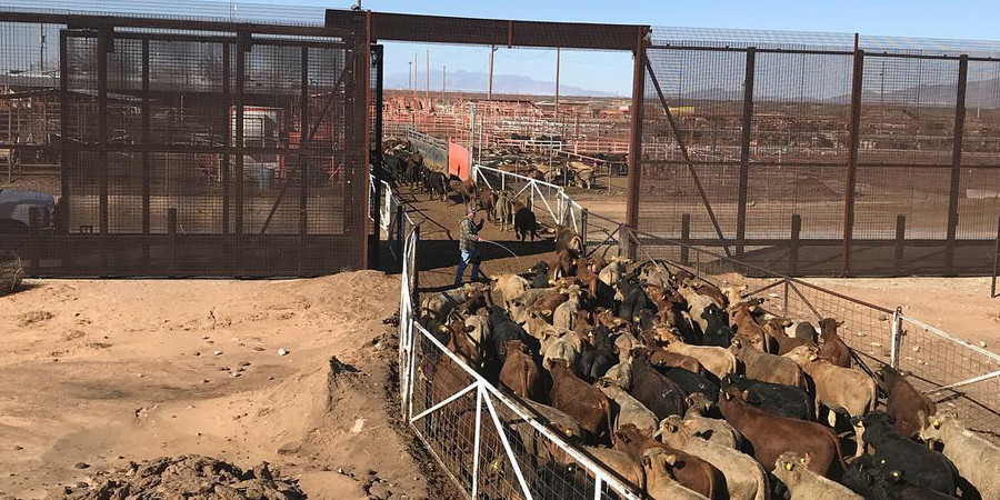 Southern ports to reopen to cattle imports from Mexico