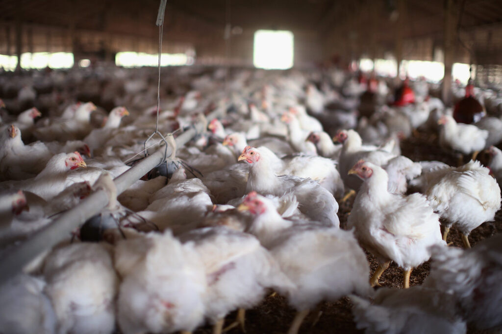 Bill adding poultry producer to South Dakota Animal Industry Board awaits Governor’s signature