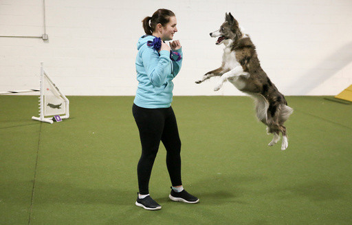 Wowed by the agility dogs at the Westminster show? A winning handler explains how it’s done