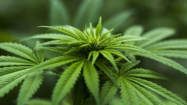Former SD State Employee Sentenced For Forging Medical Marijuana Card
