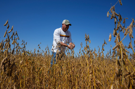 Trump’s trade battle with China puts US soybean farmers in peril