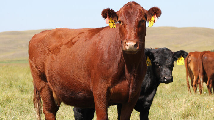 From Pasture to Plate: International Symposium Unveils Science-Driven Standards for Cattle Care