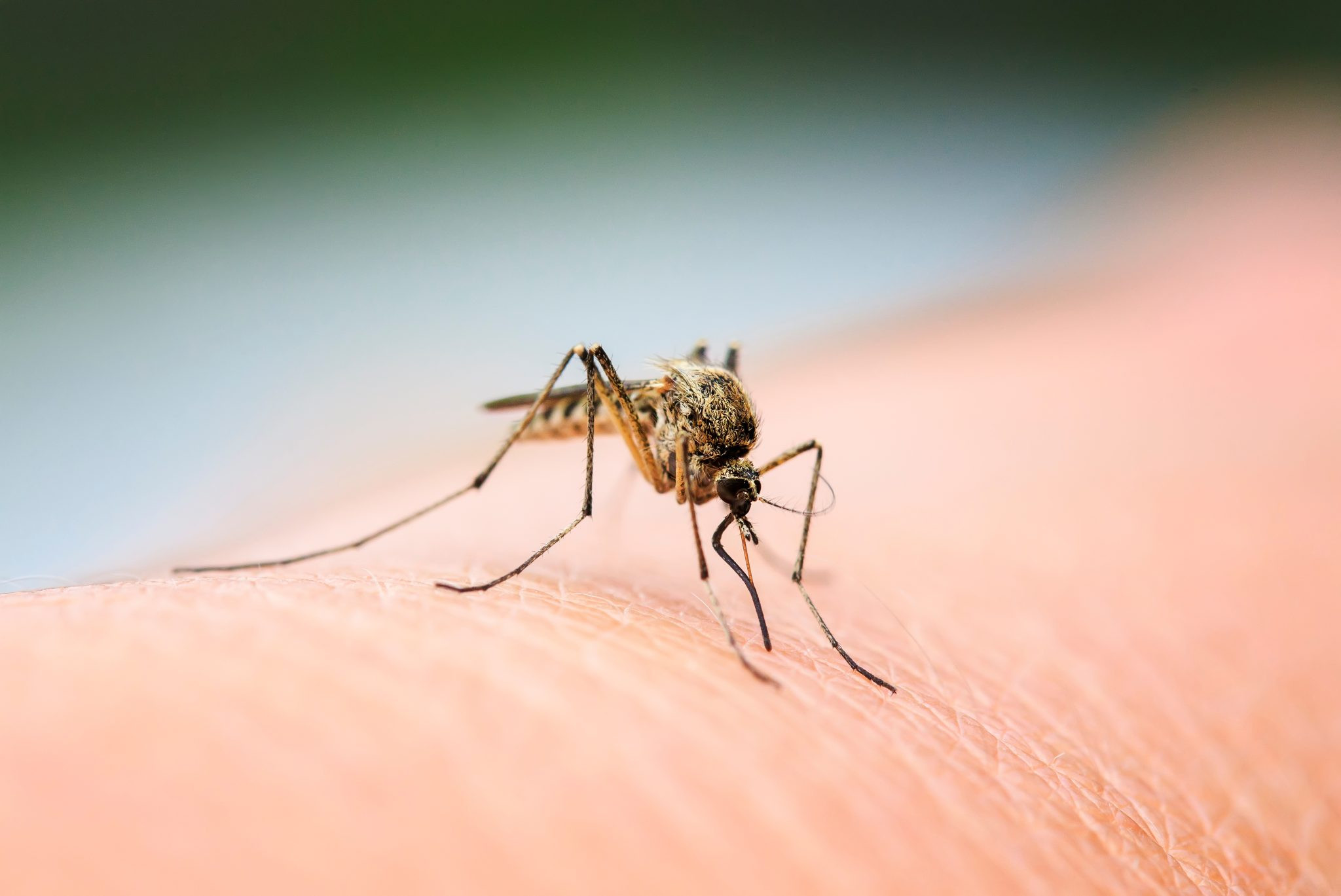 Rapid City Targets Mosquitoes Ahead of Major Holiday Birthday Bash