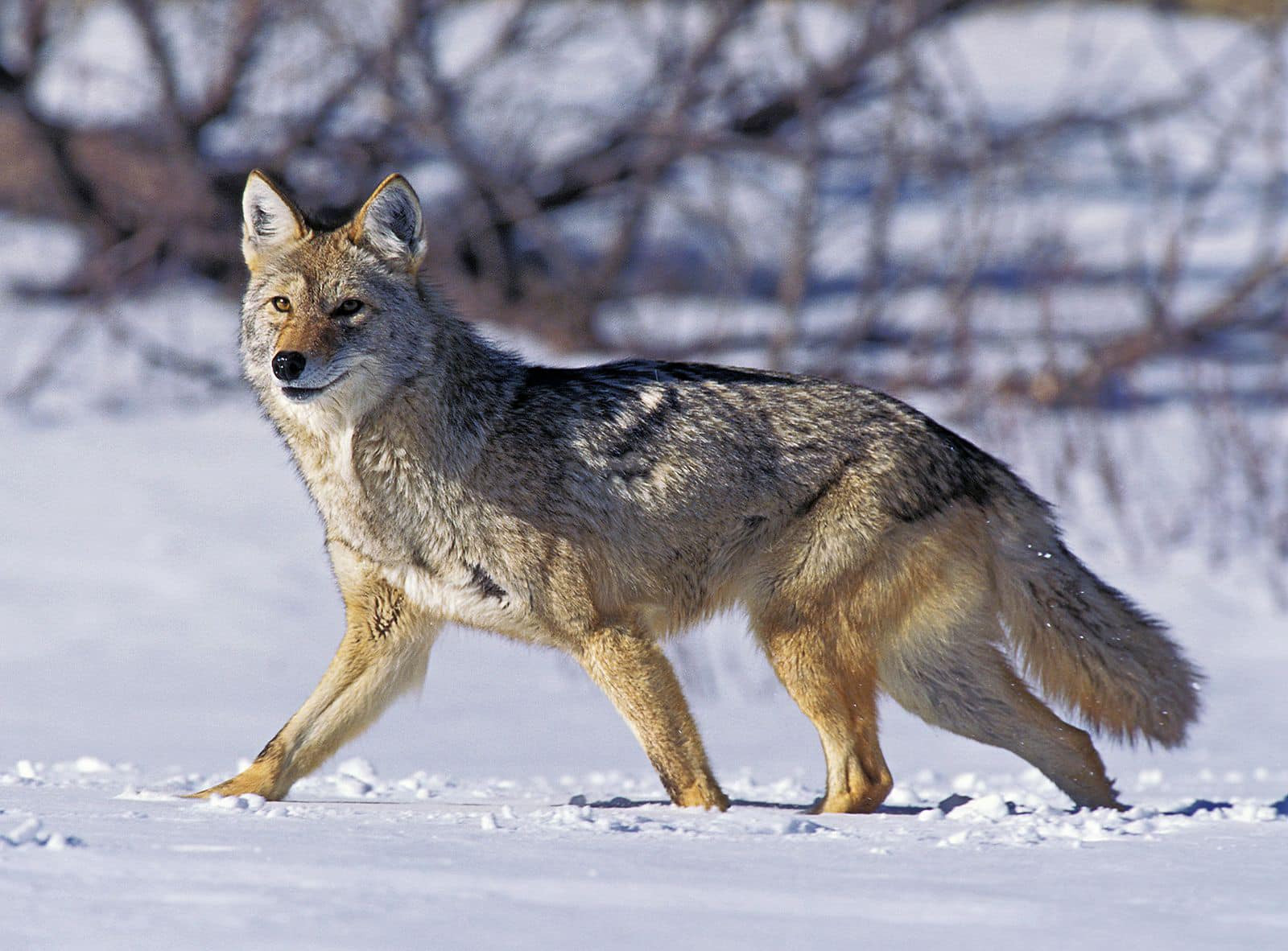 Annual Coyote Calling Contest offers day and night hunts