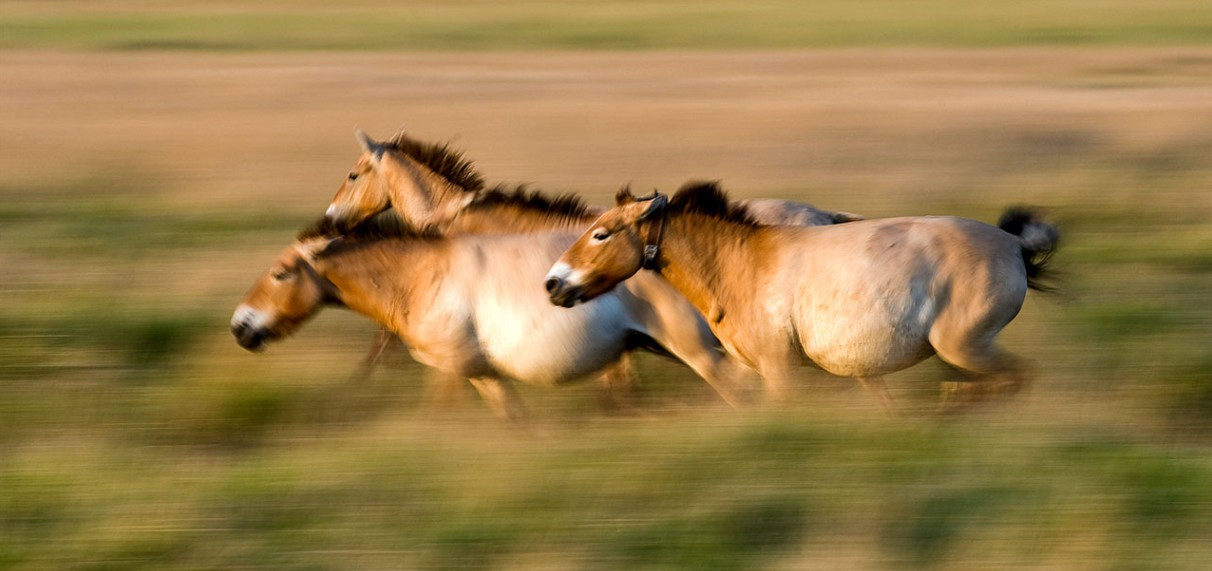 The ancient horse of the Northern Plains