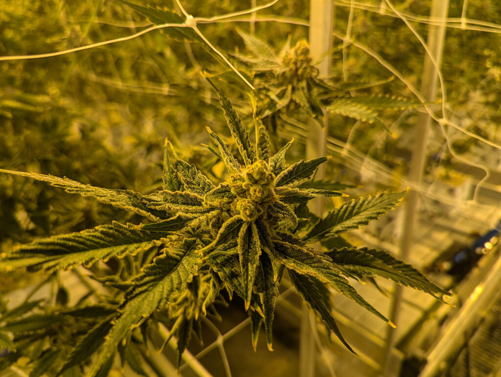 Where there’s smoke, there may be an attempt to burn down South Dakota’s medical marijuana program