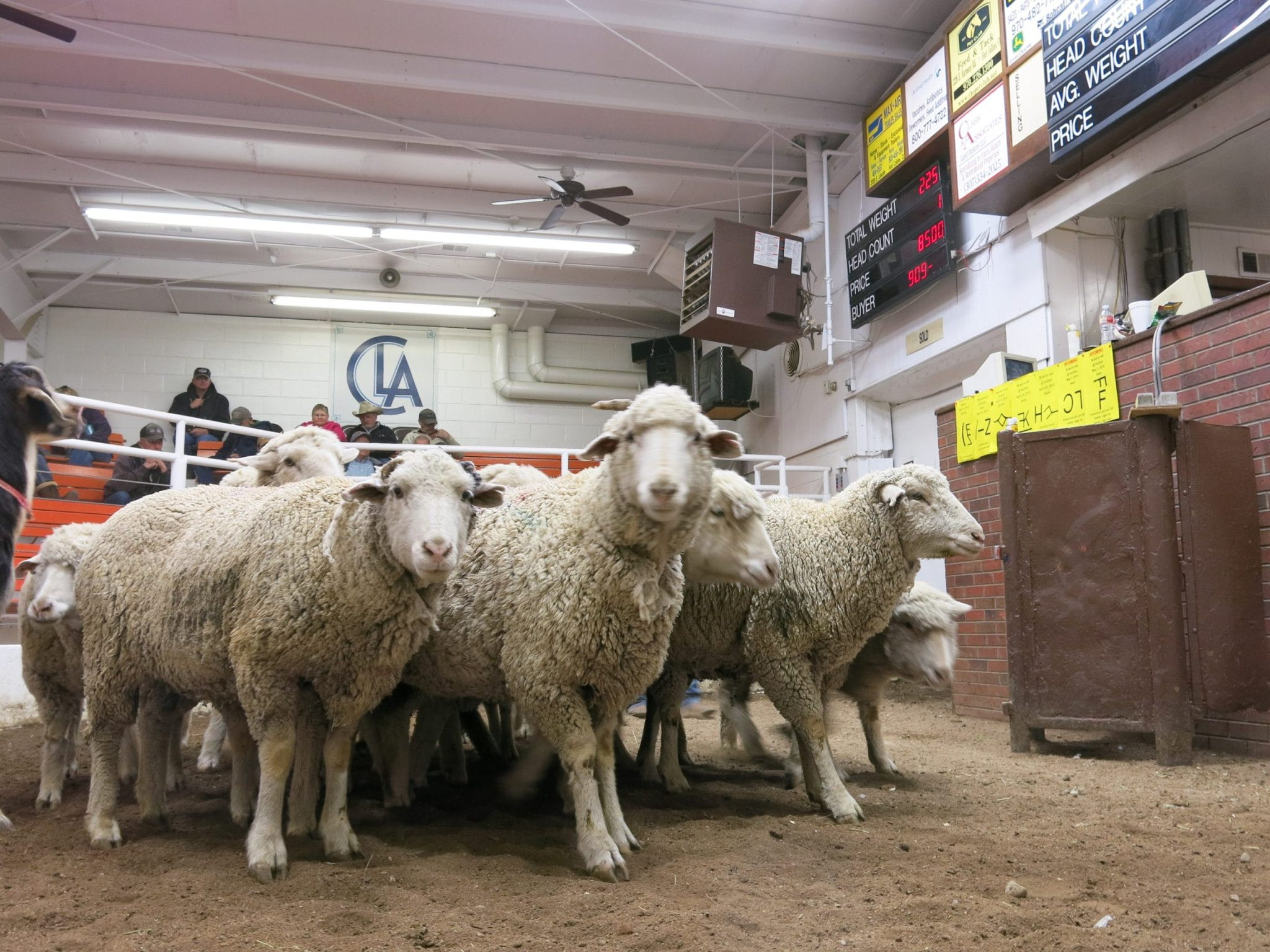 R-CALF USA asks for Section 232 investigation over lamb and mutton imports