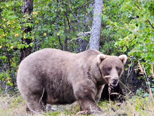 What to know about Fat Bear Week, and the brawny bruins ready to battle for the title