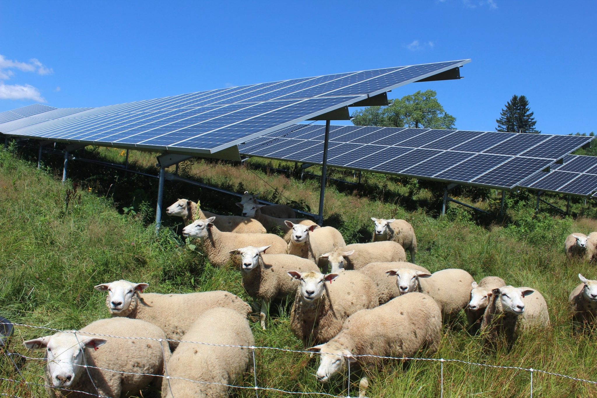 Funding for Partnerships for Climate-Smart Commodities programs have been frozen